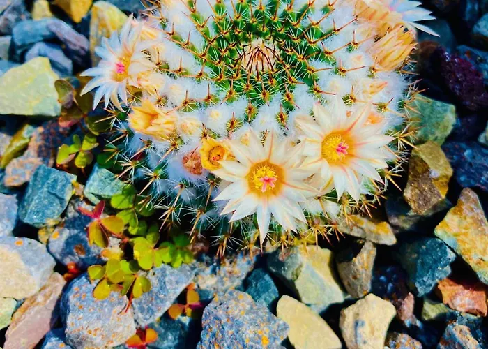 Amber - Fresh Apartment